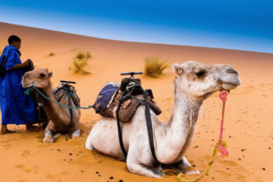 13 Days Morocco Itinerary - Morocco 13 Days Itinerary - Morocco Itinerary 13 Days - 13-Day Morocco Itinerary - 13-Day Morocco Trip - Morocco 13-Day Trip - Morocco 13-Day Tour - 13 Days Morocco Trip - 13 Days Morocco Tour - 13 Days in Morocco - Morocco 13 Days Trip - Morocco 13 Days Tour - 13 Days Morocco Adventure - 13-Day Morocco Adventure - Morocco 13 Days Holiday - 13 Days Morocco Private Tour - Morocco 13-Day Private Tour - Morocco 13 Days Guided Tour - 13-Day Morocco Guided Tour - Morocco 13 Days Luxury Tour
