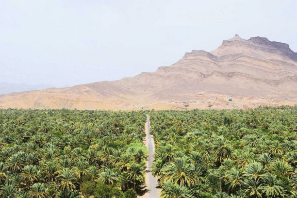 Palm grove and desert mountains in the Draa Valley near Zagora Morocco